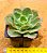 Echeveria blue waves - Imagem 2
