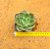 Echeveria blue waves - Imagem 3