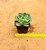 Echeveria blue waves - Imagem 4