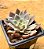 Echeveria brisa - Imagem 2
