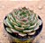 Echeveria brown rose - Imagem 2