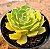 Echeveria brown rose - Imagem 2