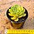 Echeveria brown rose - Imagem 3
