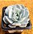 Echeveria caly argentea - Imagem 2