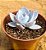 Echeveria cante - Imagem 2