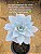 Echeveria cante - Imagem 6
