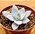Echeveria cante - Imagem 2
