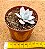 Echeveria cante - Imagem 3