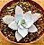 Echeveria cante - Imagem 1