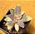Echeveria carnicolar variegata - Imagem 2