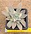 Echeveria carnicolar variegata - Imagem 1