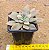 Echeveria carnicolar variegata - Imagem 3