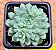 Echeveria chrissy ryan - Imagem 1