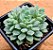 Echeveria chrissy ryan - Imagem 2