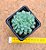 Echeveria chrissy ryan - Imagem 4