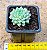 Echeveria chrissy ryan - Imagem 3