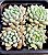 Echeveria chrissy ryan - Imagem 4