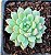 Echeveria chrissy ryan - Imagem 2