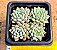 Echeveria chrissy ryan - Imagem 1