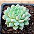 Echeveria chrissy ryan - Imagem 1