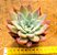 Echeveria colorata brandtii - Imagem 1