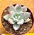 Echeveria colorata tapalpa - Imagem 1