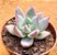 Echeveria colorata tapalpa - Imagem 2