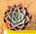 Echeveria costa - Imagem 1