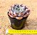 Echeveria costa - Imagem 3