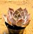 Echeveria costa - Imagem 2