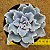 Echeveria crispate beauty - Imagem 5