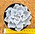 Echeveria crispate beauty - Imagem 4