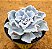Echeveria crispate beauty - Imagem 2