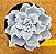 Echeveria crispate beauty - Imagem 1