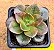 Echeveria croma - Imagem 1