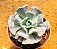 Echeveria cubic frost - Imagem 4
