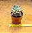 Echeveria cubic frost - Imagem 7