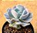 Echeveria cubic frost - Imagem 1