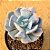 Echeveria cubic frost - Imagem 2