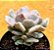 Echeveria cubic frost - Imagem 1