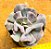 Echeveria cubic frost - Imagem 2