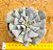 Echeveria cubic frost - Imagem 2