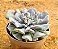 Echeveria cubic frost - Imagem 1