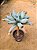 Echeveria culibra - Imagem 5