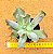 Echeveria culibra - Imagem 2
