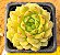 Echeveria derenbergii green - Imagem 2
