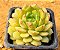 Echeveria derenbergii green - Imagem 1