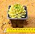 Echeveria derenbergii green - Imagem 5
