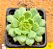 Echeveria derenbergii green - Imagem 1