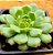 Echeveria derenbergii green - Imagem 3